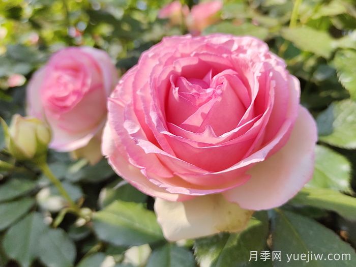 殿堂藤本月季：沙龍寶石月季(圖1)