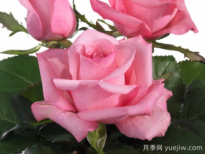 月季推薦，可愛慶典月季(圖1)