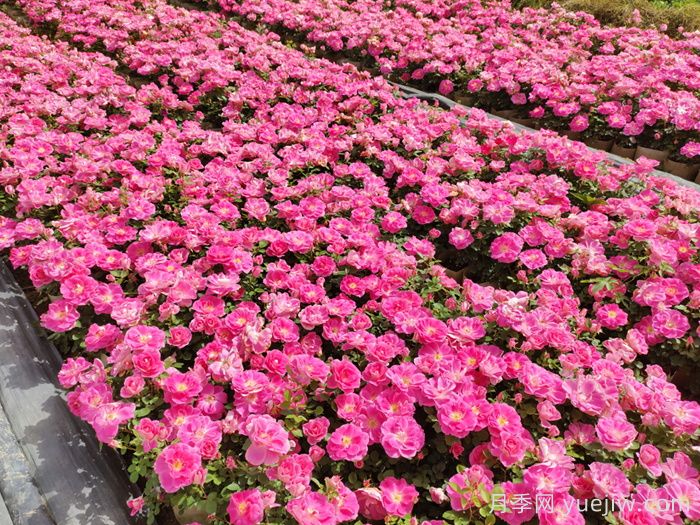 地被植物的養(yǎng)護月歷(圖1)