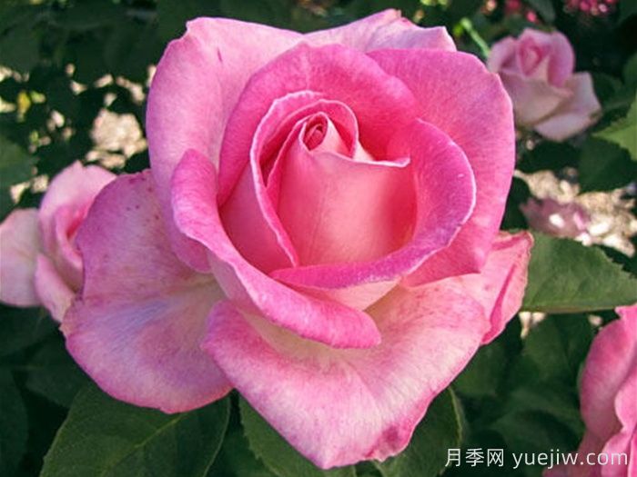 粉色慶典月季(圖1)