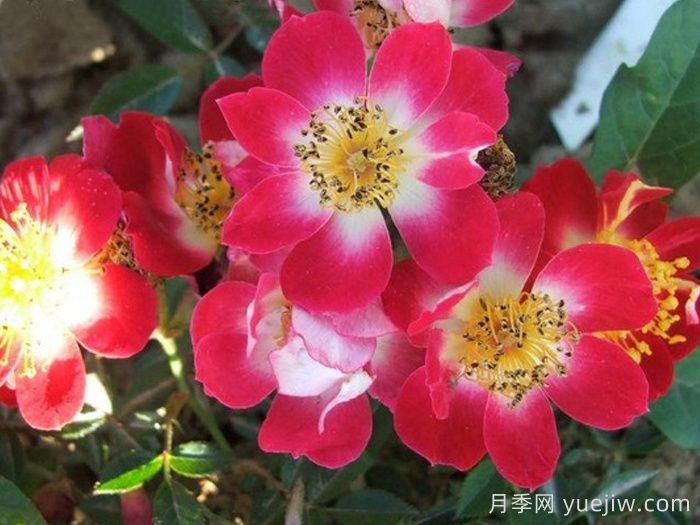 皇家歡迎月季(圖1)