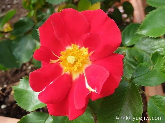 秀美音樂(lè)月季/紅葉月季(圖1)