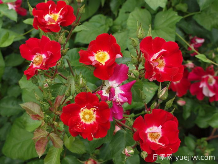 秀美音樂(lè)月季/紅葉月季(圖2)