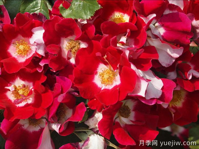秀美音樂(lè)月季/紅葉月季(圖3)