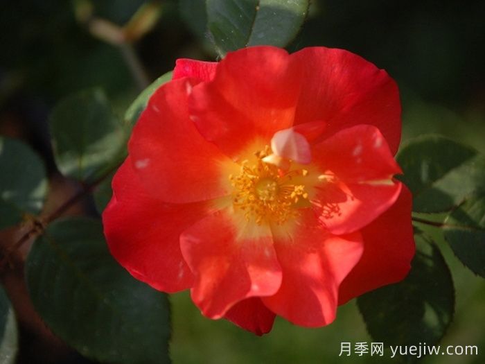 橘色探戈月季/探戈橘(圖1)