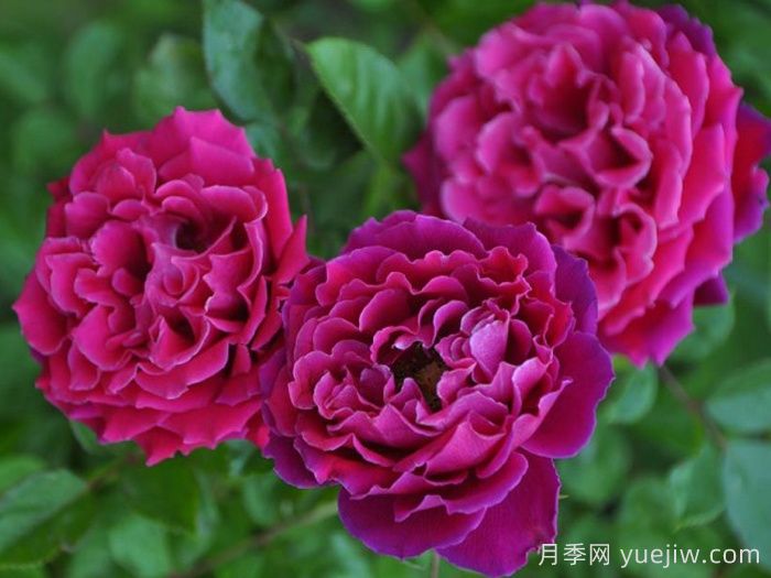迷人褶邊月季(圖1)