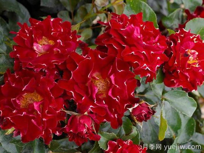 褶邊紅色夫人月季/紅夫人波浪(圖2)