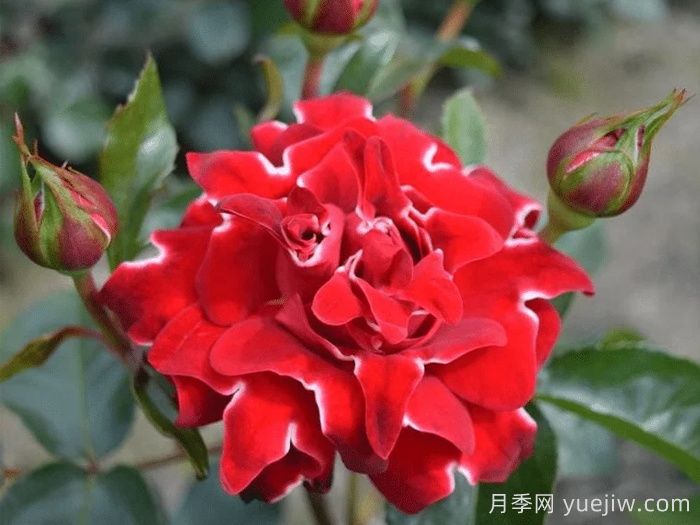 褶邊紅色夫人月季/紅夫人波浪(圖1)