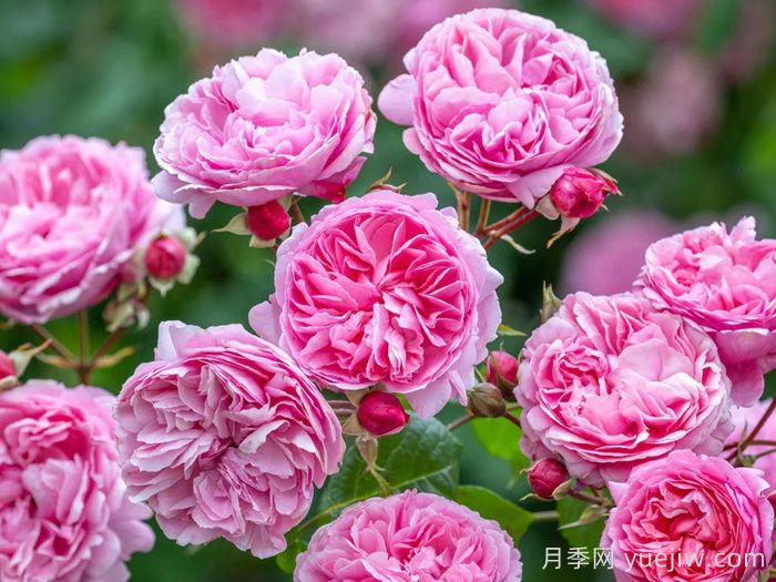 佩內(nèi)洛普萊夫利月季/佩內(nèi)洛普萊弗利(圖2)