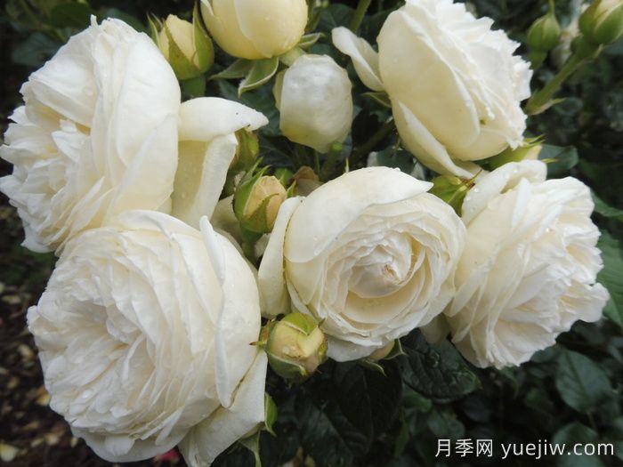 月亮女神月季/阿爾特彌斯月季(圖4)