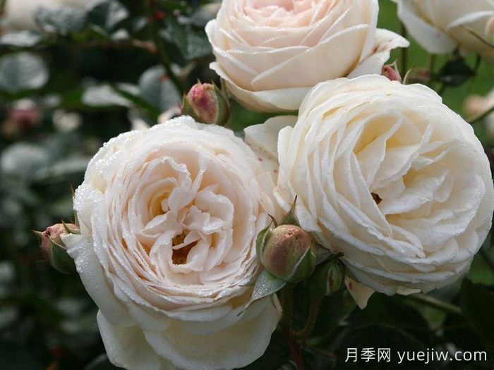 月亮女神月季/阿爾特彌斯月季(圖3)