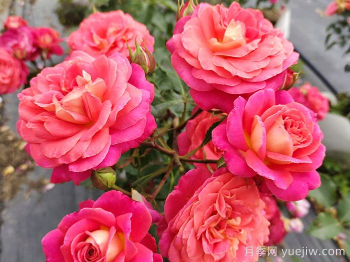 常見花卉的花語，不同節(jié)日的送花選擇(圖1)