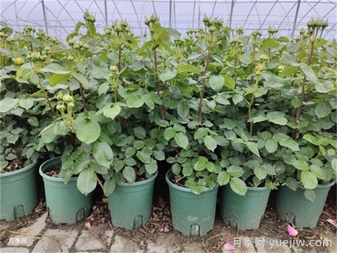 冬天月季的花苞要剪掉嗎？(圖1)