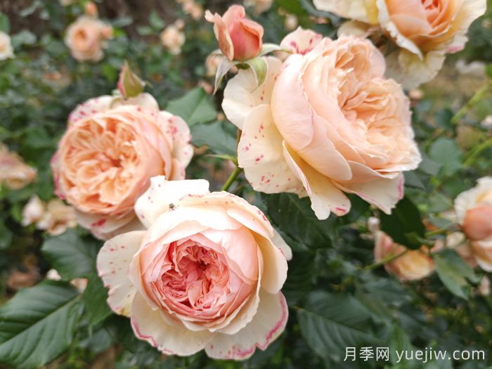 月季推薦，真宙月季(圖1)