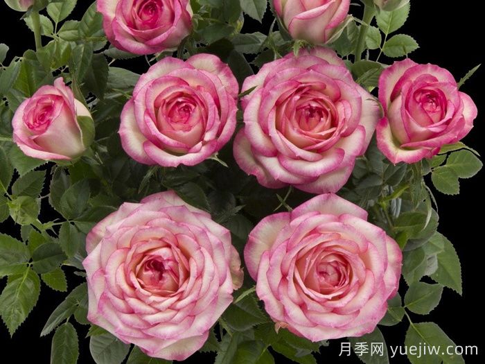 月季推薦，旋轉(zhuǎn)木馬月季(圖1)