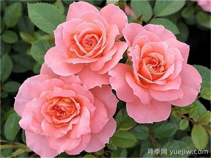 月季推薦，三文魚陽臺月季(圖1)