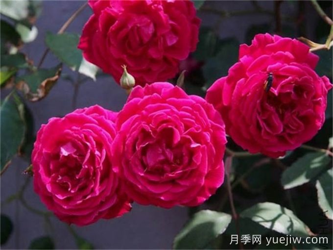 古老月季推薦，軟香紅月季(圖1)