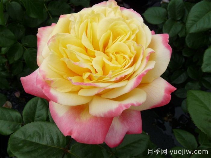 慶典月季推薦，科德斯慶典月季(圖1)
