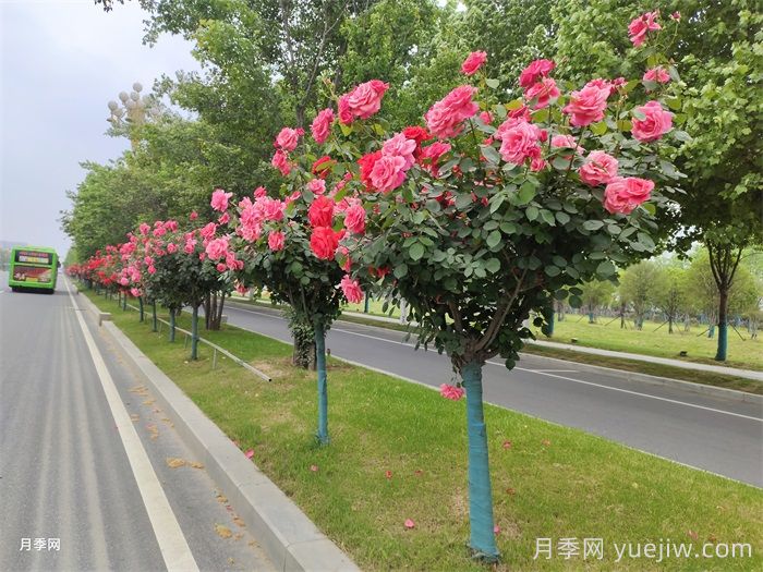 城市行道樹修剪技術專題(圖1)