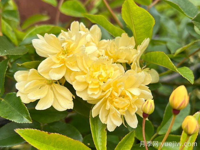 黃木香的種植養(yǎng)護方法(圖1)