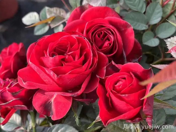 中國紅月季/雅蘇娜月季(圖1)