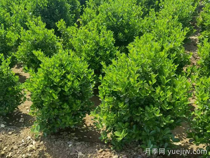 常綠灌木冬季安全過冬的養(yǎng)護(hù)技巧有哪些？(圖1)