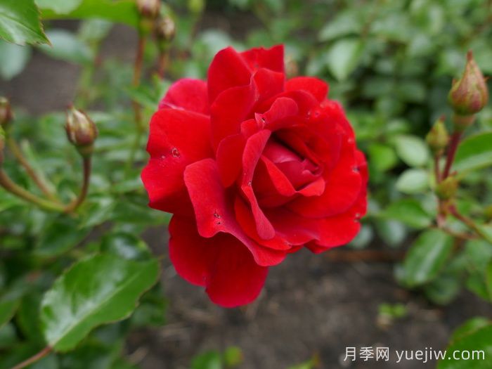 莎莎醬月季/薩爾薩舞曲月季(圖1)