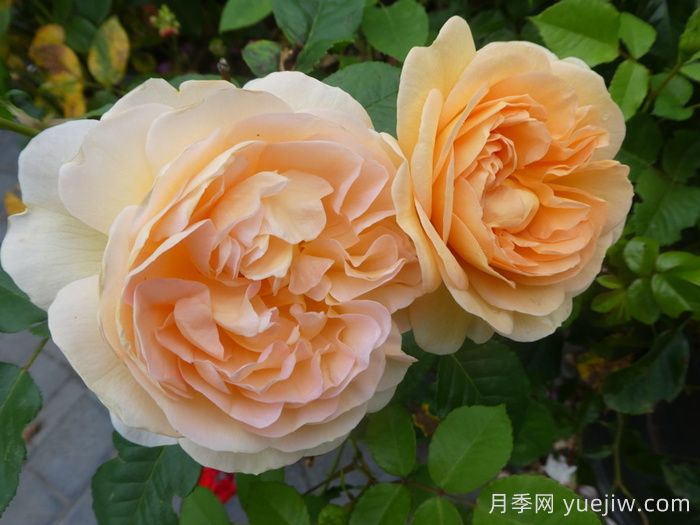 阿梅麗諾冬月季/愛(ài)蜜莉諾冬(圖2)