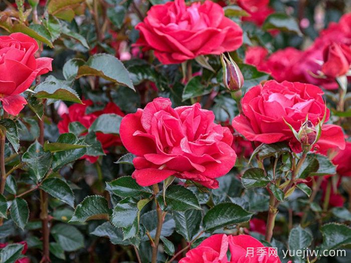 紅寶石紅月季/夏季桑格利亞月季(圖1)