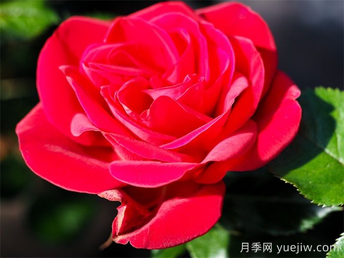 紅寶石紅月季/夏季桑格利亞月季(圖3)