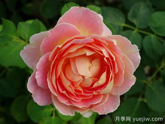 樂在陽光月季/嬉晴/陽光下的樂趣(圖1)