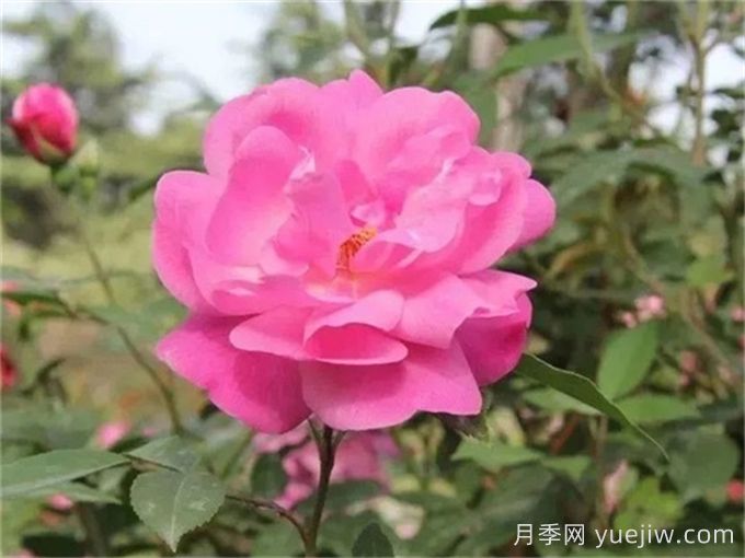 月季推薦，月月粉月季(圖1)