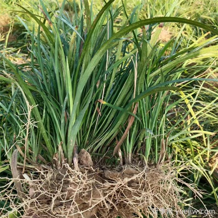 推薦11種庭院綠化常見地被植物(圖1)
