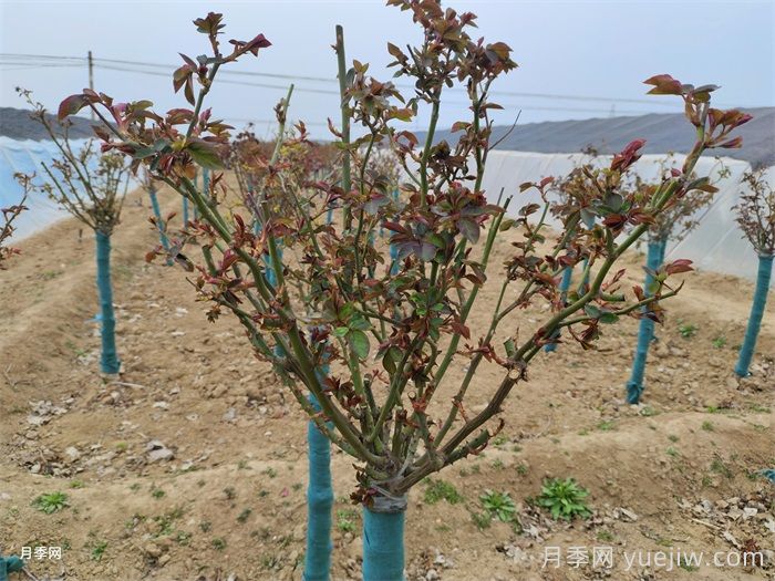 月季春季修剪抹芽，滿樹花開爆花枝頭(圖1)