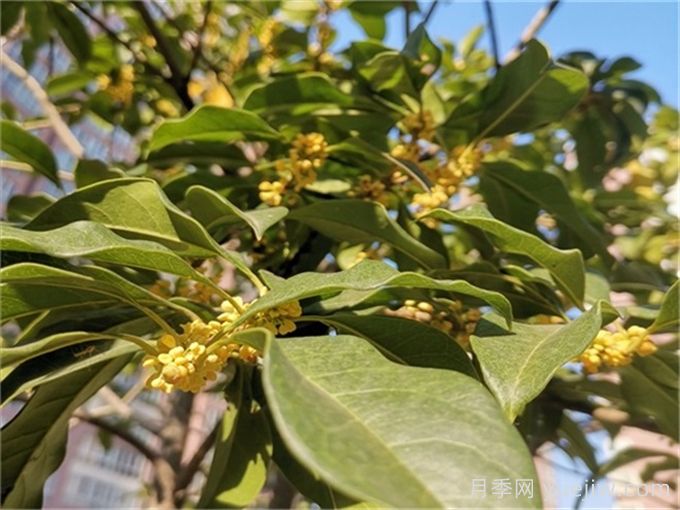 小區(qū)常見的三種綠化樹種(圖1)