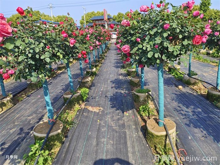 園林苗木從苗圃到工地過程，教你成為苗木養(yǎng)護(hù)專家(圖1)
