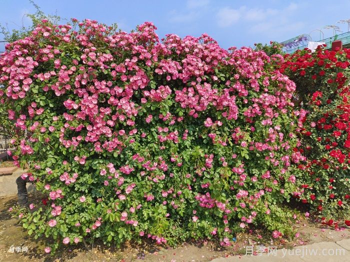 十個田園景觀設計理念，回歸美好田園庭院生活(圖1)