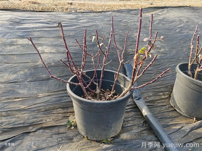 讓植物冬季安然越冬的養(yǎng)護(hù)指南(圖1)