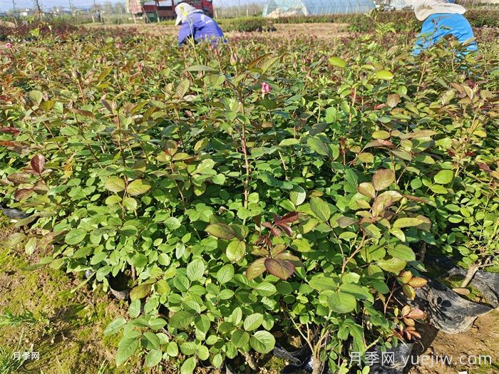 園林綠化工程為什么在春季種植月季？(圖2)