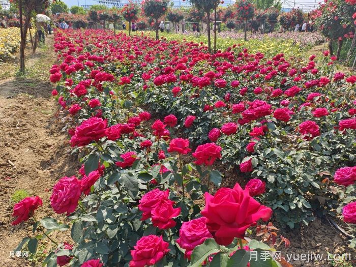園林綠化工程為什么在春季種植月季？(圖1)