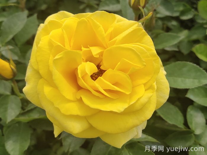 春季有什么適合景區(qū)綠化的月季苗品種？(圖3)