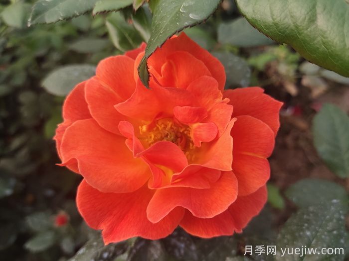 春季有什么適合景區(qū)綠化的月季苗品種？(圖4)