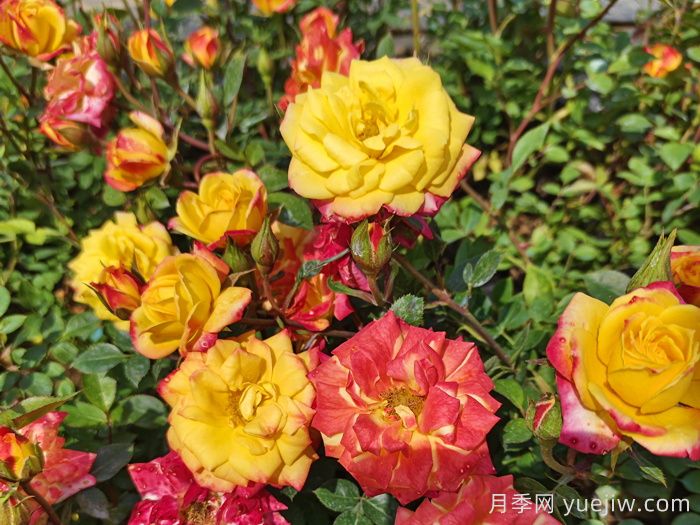 春季有什么適合景區(qū)綠化的月季苗品種？(圖5)