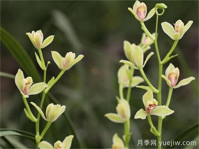蘭花植物形態(tài)特征(圖1)