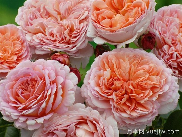 小小月季兩副面孔？推薦優(yōu)秀的可藤可灌月季(圖1)