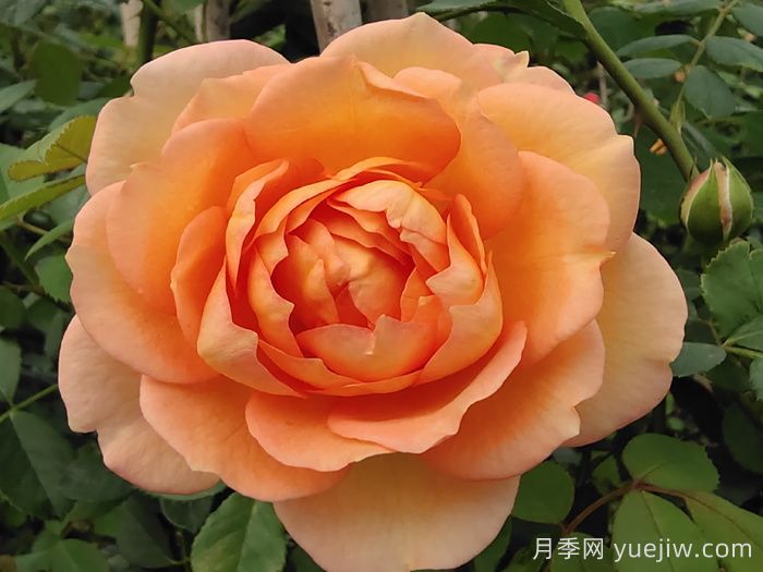 小小月季兩副面孔？推薦優(yōu)秀的可藤可灌月季(圖2)