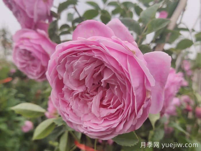 小小月季兩副面孔？推薦優(yōu)秀的可藤可灌月季(圖3)