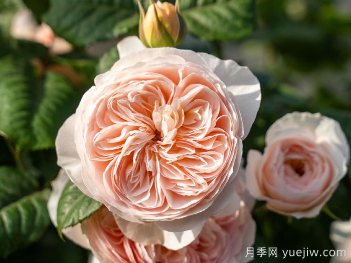 小小月季兩副面孔？推薦優(yōu)秀的可藤可灌月季(圖4)