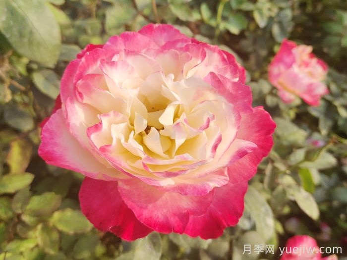推薦9個月季品種，花型美開花多(圖3)