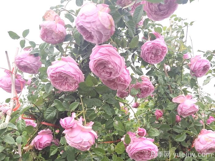 推薦9個月季品種，花型美開花多(圖4)